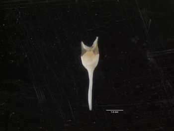 Media type: image;   Malacology 120474